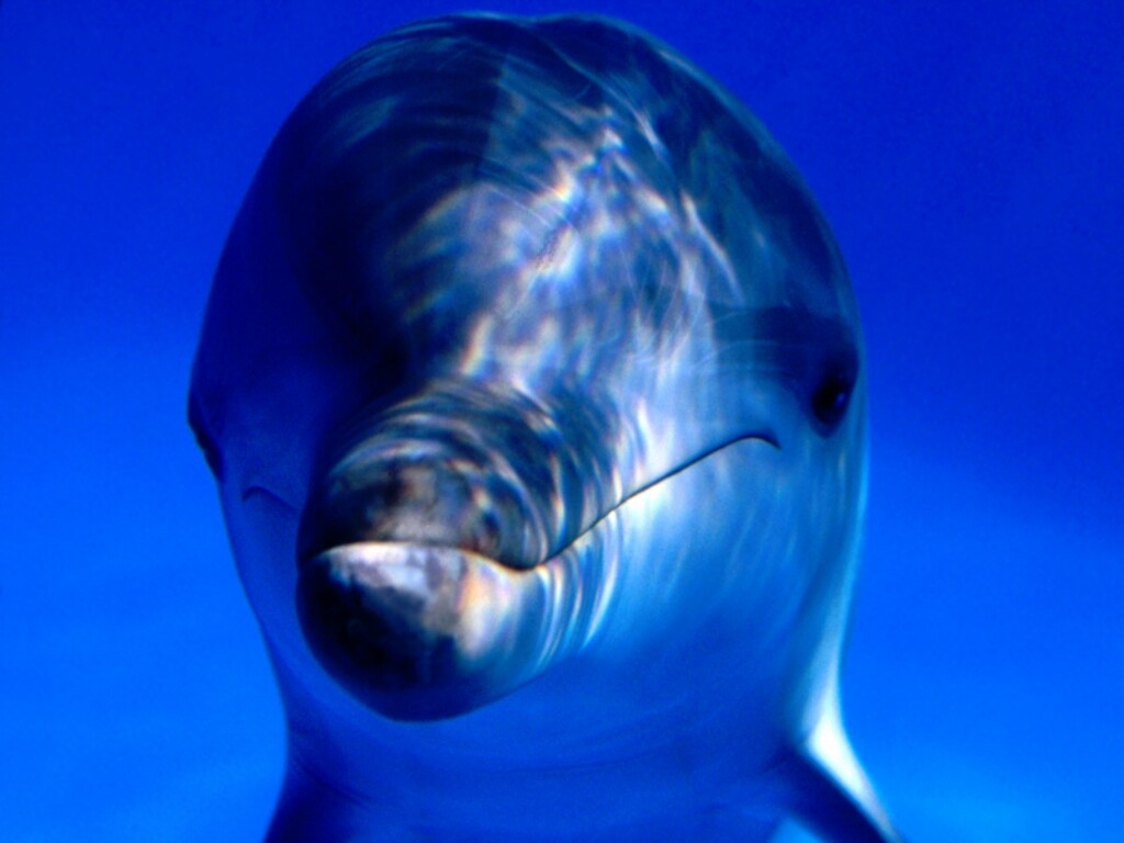 dolphin