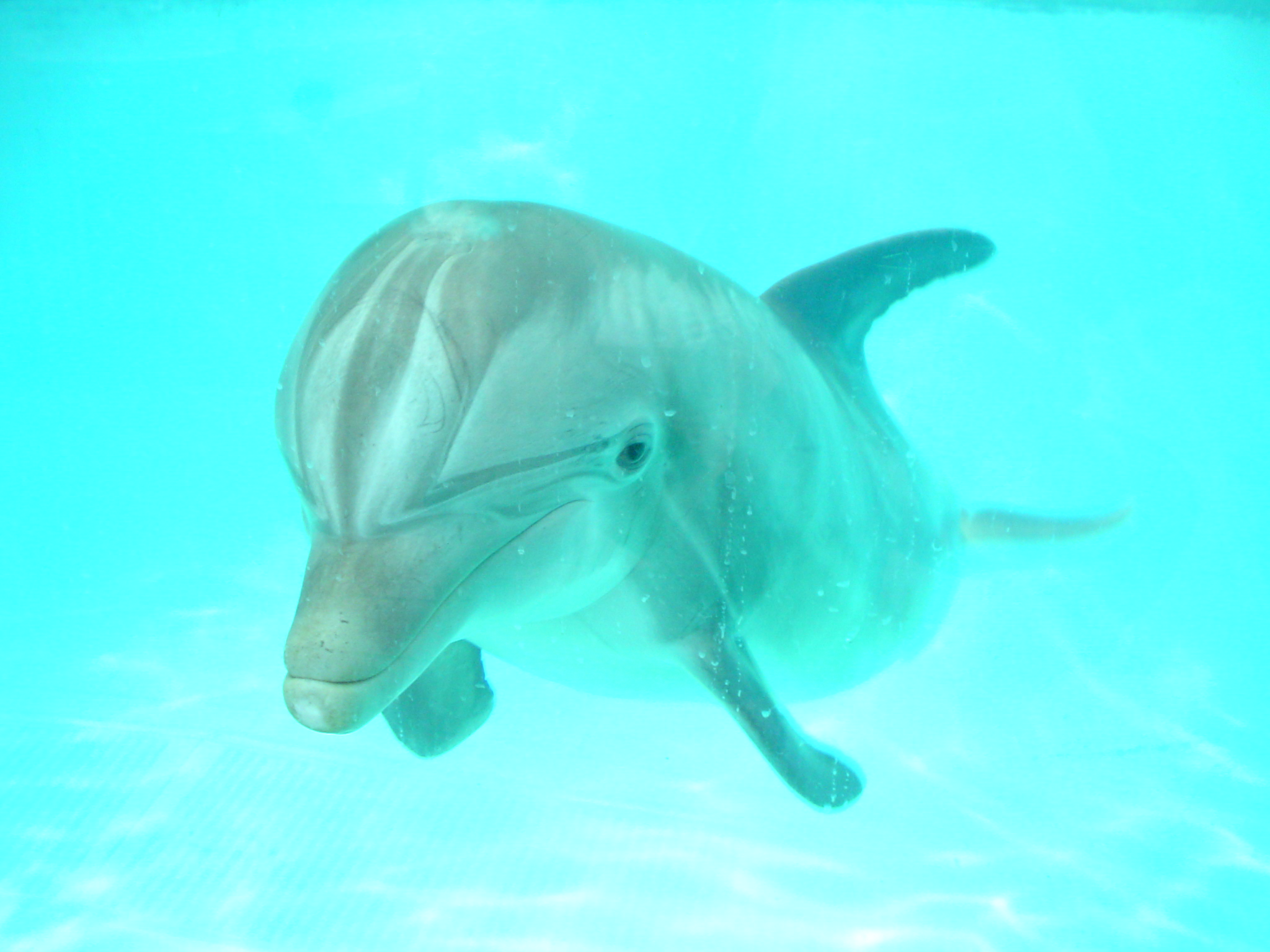 dolphin