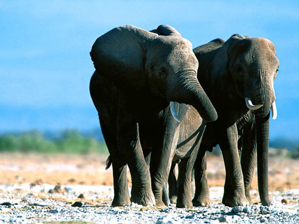 elephant elephants