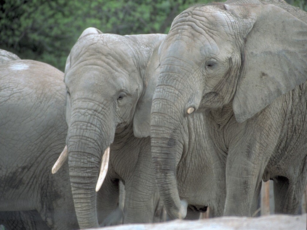 Elephants