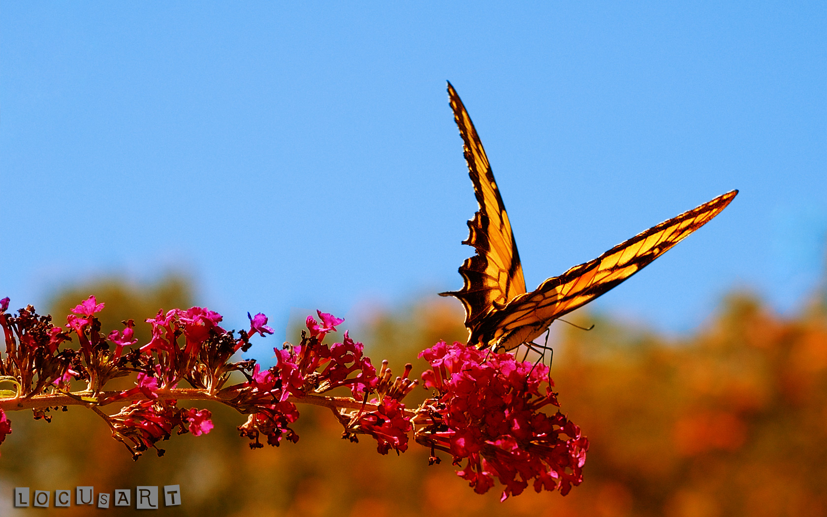 butterfly