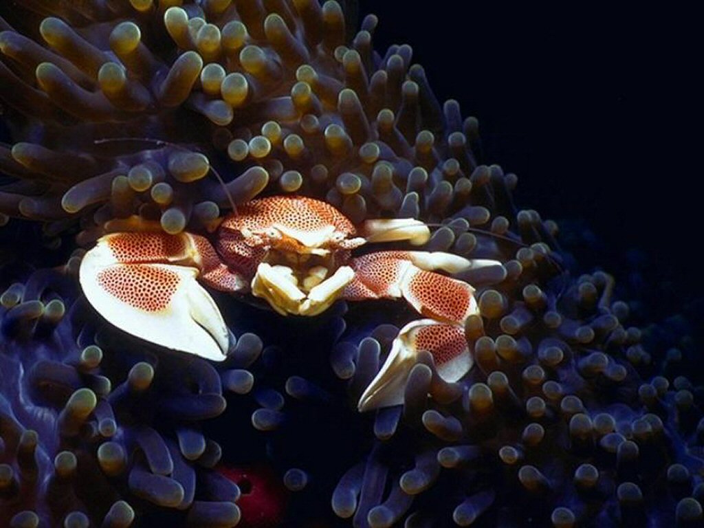 Poisson