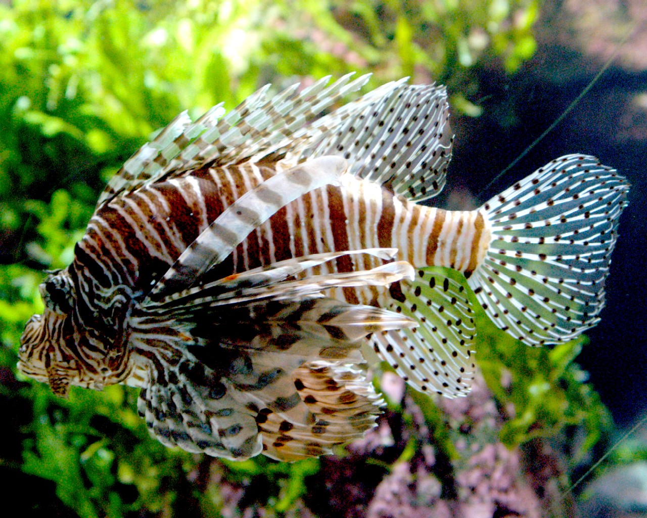 Poissons