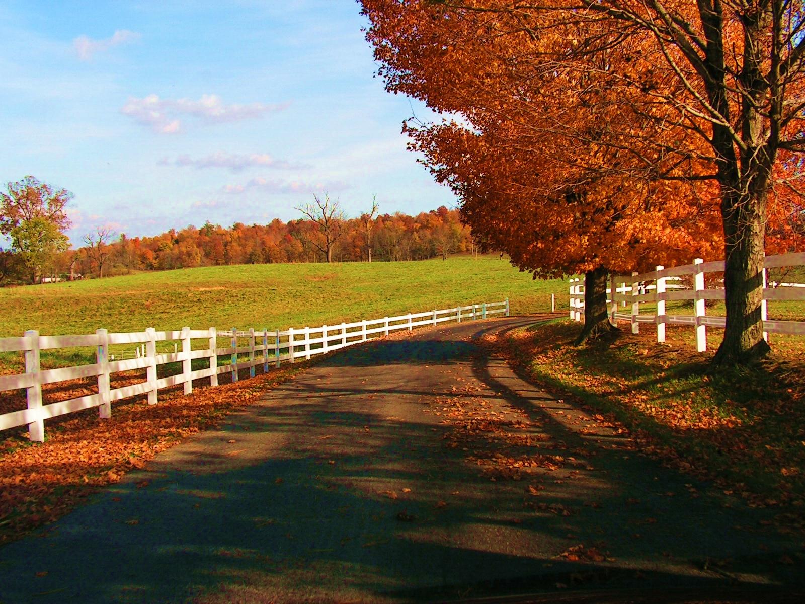 autumn scene