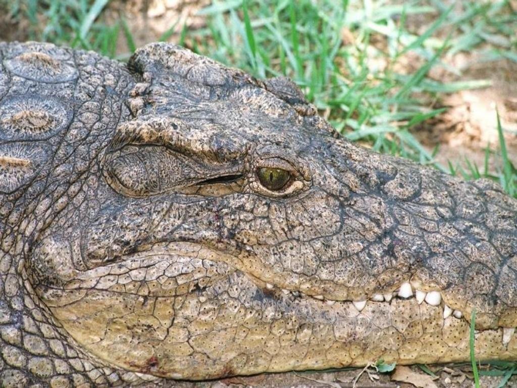 Crocodiles