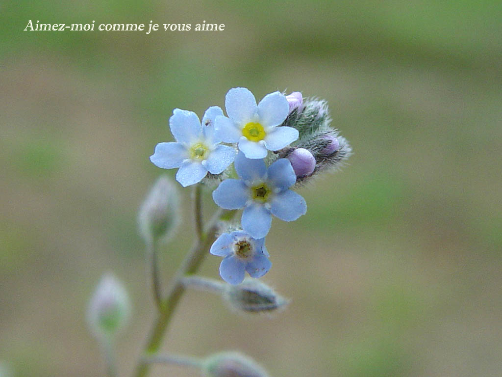 fleur