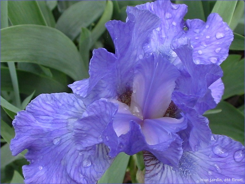 fleur iris